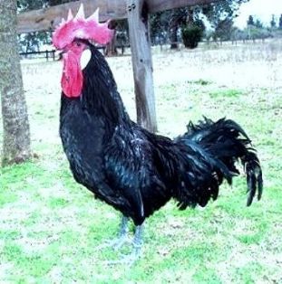 Imagen facilitada por la Federación Española de Avicultura, Colombicultura y Cunicultura de Raza (FESACOCUR).<br/>Sexo: Macho.