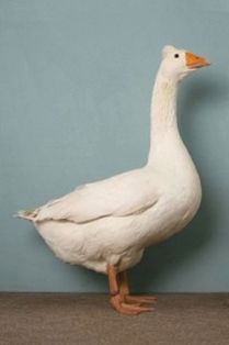 Imagen facilitada por la Federación Española de Avicultura, Colombicultura y Cunicultura de Raza (FESACOCUR).<br/>Sexo: Macho.