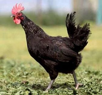 Imagen facilitada por el Instituto Nacional de Investigación y Tecnología Agraria y Alimentaria (INIA).<br/>Fuente: “Razas españolas de gallinas....