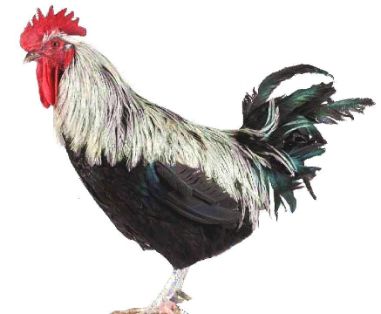 Imagen facilitada por el Instituto Nacional de Investigación y Tecnología Agraria y Alimentaria (INIA).<br/>Fuente: “Razas españolas de gallinas....