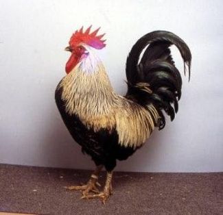 Imagen facilitada por la Federación Española de Avicultura, Colombicultura y Cunicultura de Raza (FESACOCUR).<br/>Sexo: Macho.