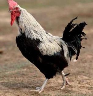 Imagen facilitada por el Instituto Nacional de Investigación y Tecnología Agraria y Alimentaria (INIA).<br/>Fuente: “Razas españolas de gallinas....