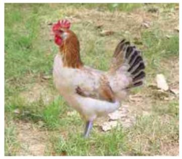 Sexo: Hembra; <br/>Comentario: Variedad Trigueña: La gallina tiene la cabeza y el cuello marrón, el dorso y el pecho de color crema salmón más...