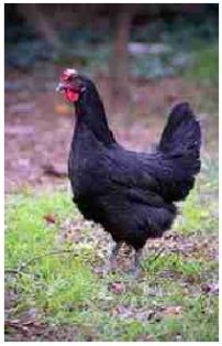 Sexo: Hembra;<br/>Comentario: Variedad negra: el gallo y la gallina tiene el plumaje completamente negro con reflejos metálicos 