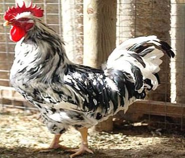 Autor: Ramón Díaz Rodríguez;<br/>Sexo: Macho; <br/>Comentario: Fotografía facilitada por FEAGAS