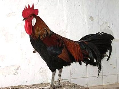 Autor: José Eduardo Trellesz Gómez;<br/>Sexo: Macho;<br/>Comentario: Fotografía facilitada por FEAGAS