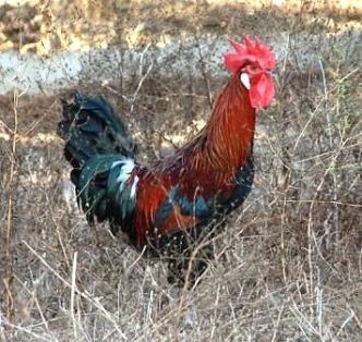 Autor: José Eduardo Trellesz Gómez;<br/>Sexo: Macho;<br/>Comentario: Fotografía facilitada por FEAGAS