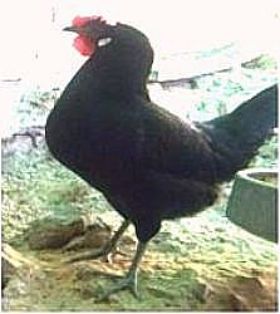 Imagen facilitada por la Federación Española de Avicultura, Colombicultura y Cunicultura de Raza (FESACOCUR).<br/>Sexo: Hembra.