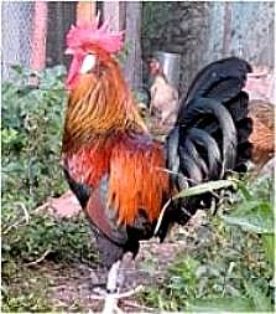 Imagen facilitada por la Federación Española de Avicultura, Colombicultura y Cunicultura de Raza (FESACOCUR).<br/>Sexo: Hembra.