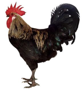 Autor: Juan Antonio Anya Lledó;<br/>Sexo: Macho;<br/>Comentario: Fotografía facillitada por FEAGAS