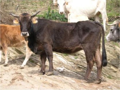 Autor: Marta Fina;<br/>Sexo: Hembra;<br/>Comentario: Vaca Albera adulta