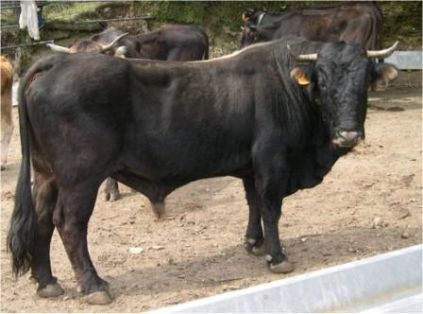 Autor: Marta Fina;<br/>Sexo: Macho;<br/>Comentario: Toro Albera adulto 