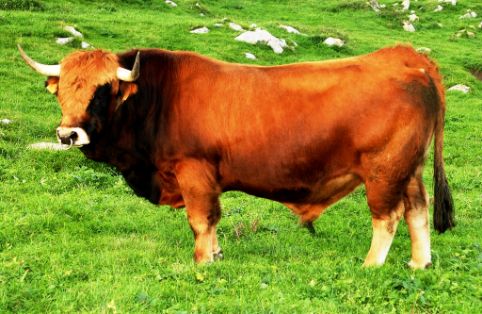 imagen Asturiana de la Montaña (macho), fuente MAGRAMA.