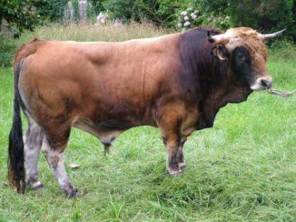 Autor: ASEAMO;<br/>Año: 2009;<br/>Sexo: Macho;<br/>Comentario: Semental de la raza bovina Asturiana de la Montaña