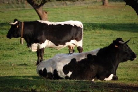 Comentario: Fotografía facilitada por FEAGAS