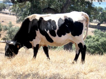 Imagen facilitada por la AGRUPACIÓN NACIONAL DE ASOCIACIONES DE CRIADORES DE GANADO BOVINO DE LAS RAZAS BERRENDA EN NEGRO Y BERRENDA EN COLORADO...