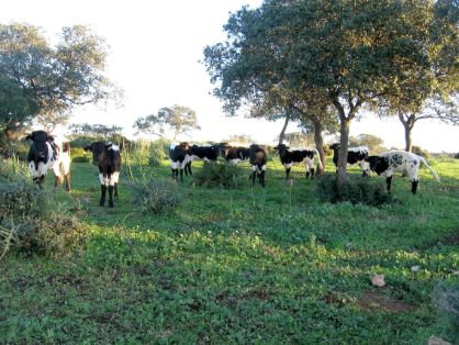 Imagen facilitada por la AGRUPACIÓN NACIONAL DE ASOCIACIONES DE CRIADORES DE GANADO BOVINO DE LAS RAZAS BERRENDA EN NEGRO Y BERRENDA EN COLORADO...