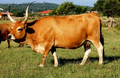 Imagen de Cachena (hembra), fuente MAGRAMA