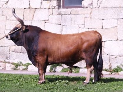 Autor: Centro de Recursos Zooxeneticos de Galicia.Pazo de Fontefiz.M.F.R. <br/>Año: 2007; <br/>Sexo: Macho