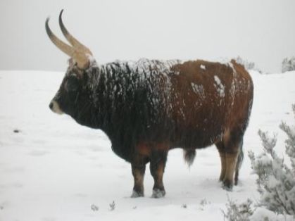 Autor: CACHEGA.J.J.L.L.; <br/>Año: 2007;<br/>Sexo: Hembra