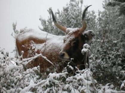 Autor: CACHEGA.J.J.L.L.;<br/>Año: 2007;<br/>Sexo: Hembra