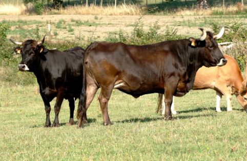 Imagen de Caldelá (hembras), fuente MAGRAMA.