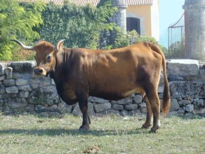 Autor: FRIEIREGA.JRJF; <br/>Año: 2005; <br/>Sexo: Hembra