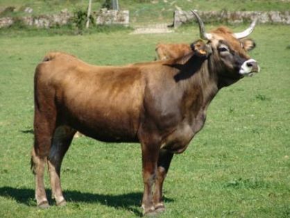 Autor: LIMIAGA.JRJF; <br/>Año: 2006; <br/>Sexo: Hembra