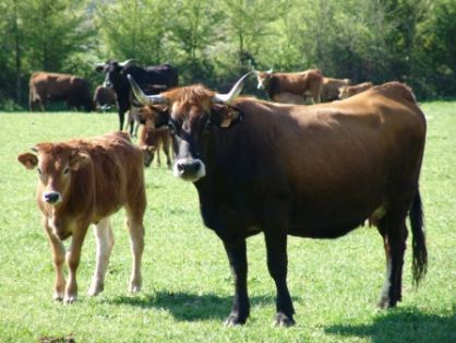 Autor: LIMIAGA.JRJF; <br/>Año: 2006: <br/>Sexo: Hembra