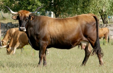 Imagen de Limiá (hembra), fuente MAGRAMA.