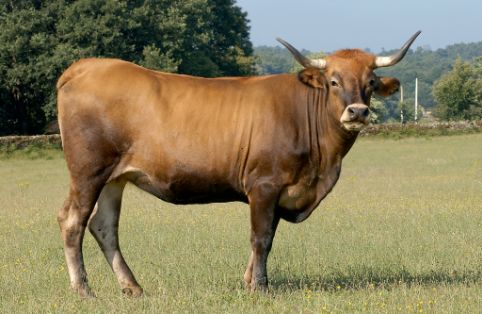 Imagen de Limiá (hembra), fuente MAGRAMA.