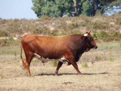 Autor: Sergio Nogales; <br/>Año: 2010; <br/>Sexo: Macho; <br/>Comentario: Semental en extensivo en los pastos del Espacio Natural de Doñana