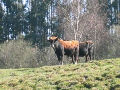 Autor: CENSYRA de Torrelavega (Cantabria); <br/>Año: 2009; <br/>Sexo: Rebaño; <br/>Comentario: Rebaño de la raza Monchina