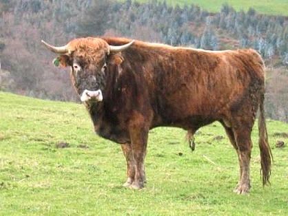 Autor: CENSYRA de Torrelavega; <br/>Año: 2009; <br/>Sexo: Macho; <br/>Comentario: Semental de la raza Monchina