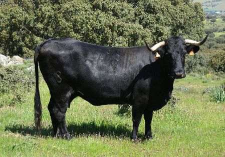 Autor: Carola Vicente-Franqueira Mercedes; <br/>Año: 2007; <br/>Sexo: Hembra; <br/>Comentario: Reproductora en su medio