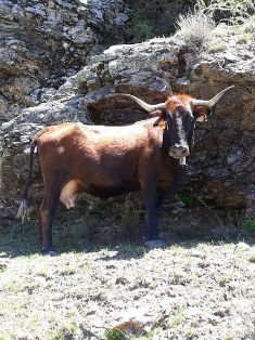 Autor: Asociación de criadores de ganado vacuno de raza Pajuna