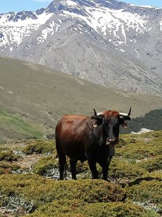 Autor: Asociación de criadores de ganado vacuno de raza Pajuna