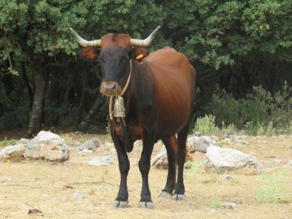 Autor: Asociación de criadores de ganado vacuno de raza Pajuna