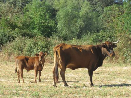 Autor: Asociación de criadores de ganado vacuno de raza Pajuna