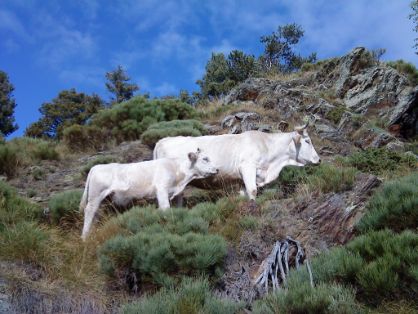 Autor: Ignasi Sinfreu