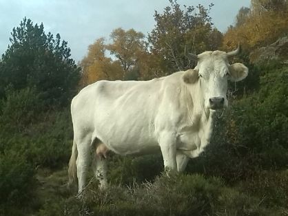 autor: Ignasi Sinfreu