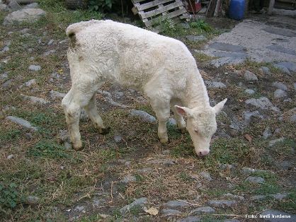 autor: Ignasi Sinfreu