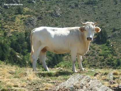 Autor: Ignasi Sinfreu