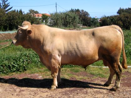 Autor: Ana Novo Gómez.<br/>Año: 2005<br/>Sexo: Macho.<br/>Comentario: Imagen facilitada por la ASOCIACIÓN ESPAÑOLA DE CRIADORES DE RAZA PALMERA...