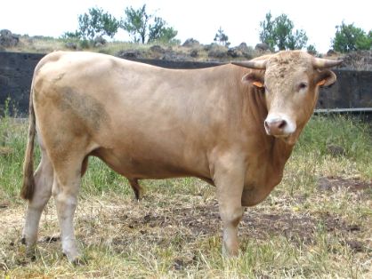 Autor: Ana Novo Gómez.<br/>Año: 2005<br/>Sexo: Macho.<br/>Comentario: Imagen facilitada por la ASOCIACIÓN ESPAÑOLA DE CRIADORES DE RAZA PALMERA...