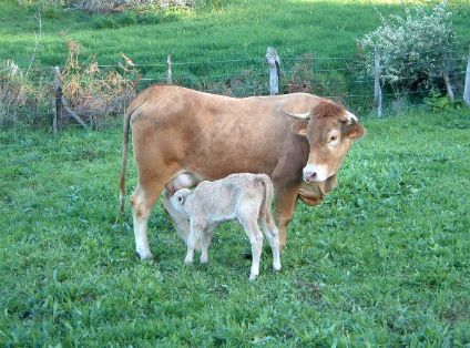 Autor: Ana Novo Gómez.<br/>Año: 2007<br/>Sexo: hembra con becerro.<br/>Comentario: Imagen facilitada por la ASOCIACIÓN ESPAÑOLA DE CRIADORES DE...