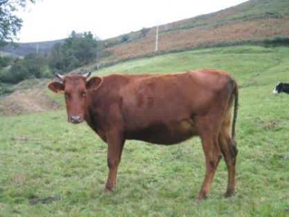 Autor: CENSYRA de Torrelavega; <br/>Año: 2009; <br/>Sexo: Hembra; <br/>Comentario: Hembra de la raza bovina Pasiega