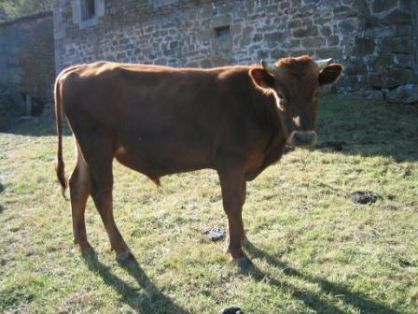 Autor: CENSYRA de Torrelavega; <br/>Año: 2009; <br/>Sexo: Macho; <br/>Comentario: Macho de la raza bovina Pasiega