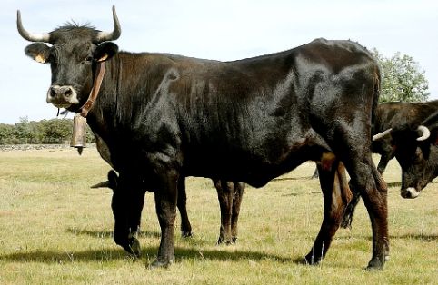 Imagen de Sayaguesa (hembra), fuente MAGRAMA.
