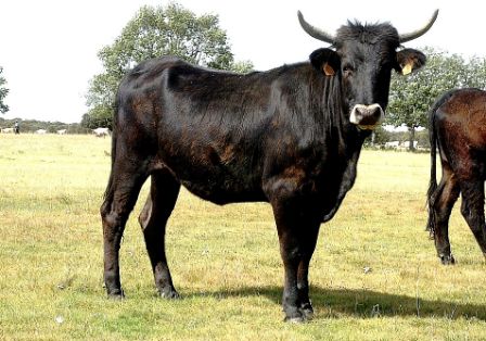 Imagen de Sayaguesa (hembra), fuente MAGRAMA.